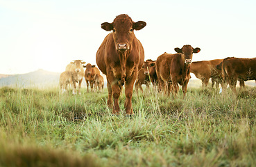 Image showing Cows, field and cattle portrait on grass, countryside and dairy farm for sustainable production, growth and ecology. Farming, nature and brown livestock, ranch animals and beef, meat or milk industry