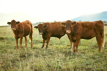 Image showing Group of cows, green grass or countryside field environment, sustainability field or agriculture Brazilian farm. Cattle, herd or bovine animals in dairy production, beef meat sales or food industry
