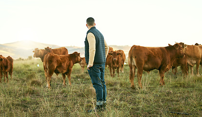 Image showing Farmer, man and cattle farm with animal walk, relax and feeding on grass field, agriculture and nature. Farm, mexican man and livestock farming in Mexico countryside for sustainability, meat and milk
