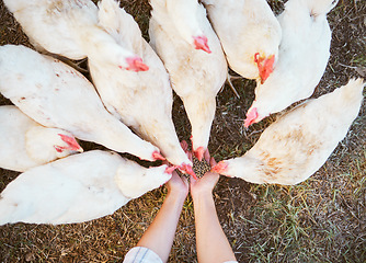 Image showing Chicken, farmer hands and feed food, seeds and grain to livestock birds for sustainability, agriculture and ecology in countryside. Top view, farming and hen, poultry and animals eating corn on barn