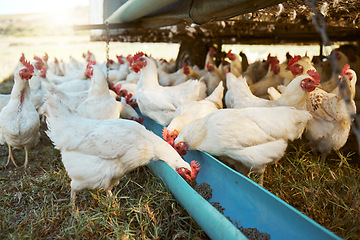 Image showing Chicken, farming and poultry on farm for agriculture, livestock and animal feed, nature and outdoor field. Sustainability, growth and green grass with free range birds, organic and natural food.