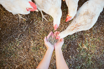 Image showing Agriculture, farming and hands with grain for chicken on healthy, organic and free range poultry farm. Sustainability, animal care and top view of farmer feeding chickens with seeds in countryside