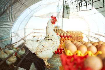 Image showing Farm, chicken and eggs for sustainability, farming and production, organic and livestock trading. Agriculture, sustainable farming and hen house with bird, eggs and poultry, meat and protein industry