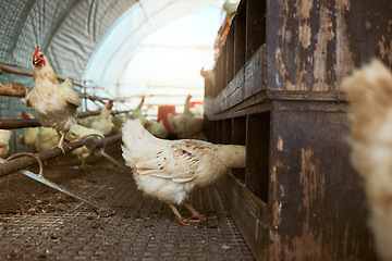 Image showing Sustainability, chicken barn and hen farm for production of eggs, manufacturing or laying. Poultry, food and chickens, birds or livestock in shed, coop or shelter for free range meat farming at ranch