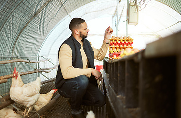 Image showing Egg farming, inspection and farmer collecting chicken production for retail sale, agriculture sustainability and market. Sustainable, growth and man on a poultry farm to check food from birds