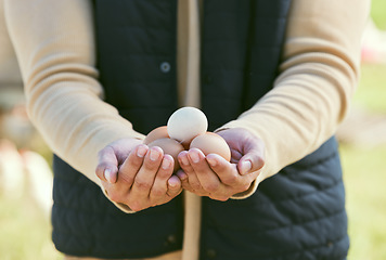 Image showing Egg, agriculture and hands of farmer in countryside for diet, sustainability and free range products. Food, nature and health with man and eggs harvest on farm field for organic livestock industry