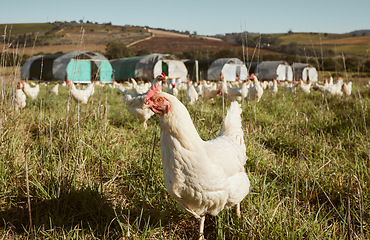Image showing Chicken flock on farm, grass and green field for sustainable production, growth and ecology. Poultry farming, nature and bird animals for eggs, protein and organic livestock industry in countryside