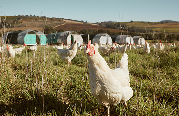 Image showing Agriculture, farming and chicken on field in countryside on organic, healthy and natural protein farm. Sustainability, nature landscape and flock of poultry birds with sustainable lifestyle in meadow