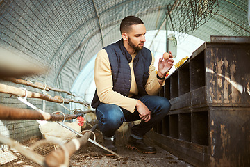 Image showing Chicken, farming and farmer with egg in a hen house for collection, inspection and agriculture planning. Sustainability, poultry and industry with man on a farm with livestock for eggs production