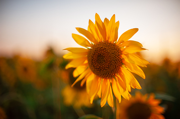 Image showing Sunflower at sunset