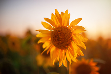 Image showing Sunflower at sunset