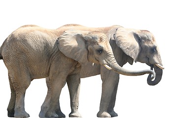 Image showing Elephant Couple