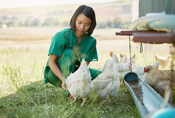 Image showing Farming, animal care and Asian woman with chicken for medical checkup, inspection and health exam. Countryside farm, veterinary care and female vet feeding chickens with organic nutrition on field