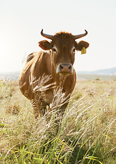 Image showing Agriculture, farm and portrait of a cow in countryside for farming, dairy and milk production, calm and content. Sustainable farming, cattle and animal in field for sustainability and meat industry