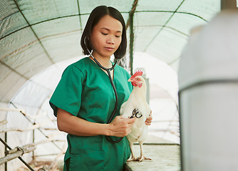 Image showing Stethoscope, vet and Asian woman with chicken at farm for health check up, test or examination. Heartbeat, wellness or veterinarian nurse with tool testing bird, animal or hen in barn for healthcare.