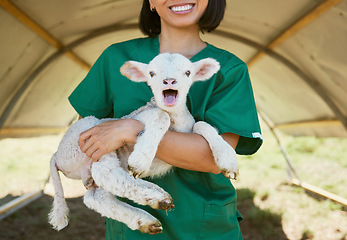 Image showing Lamb, baby animal and vet woman at a farm or zoo for health and wellness of farming animals with care and medical help. Veterinary, nurse or doctor in countryside for healthcare of sheep outdoor
