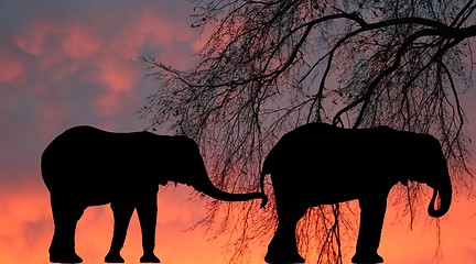 Image showing Elephant at Sunrise