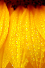 Image showing beautiful sunflower petals closeup