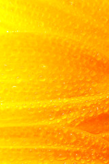 Image showing beautiful sunflower petals closeup