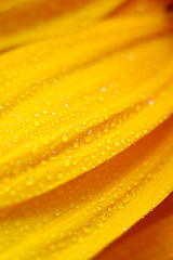 Image showing beautiful sunflower petals closeup