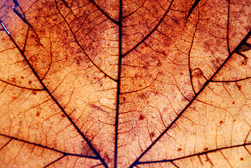 Image showing Autumn leaf background