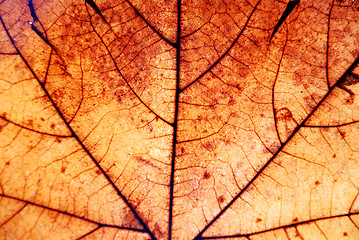 Image showing Autumn leaf background