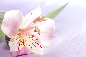 Image showing beautiful exotic lilly