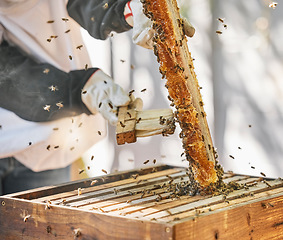 Image showing Farmer hands, beekeeper brush or honey box harvesting on sustainability agriculture land, countryside farm or healthy food location. Zoom, insect bees or honeycomb broom for collecting syrup product