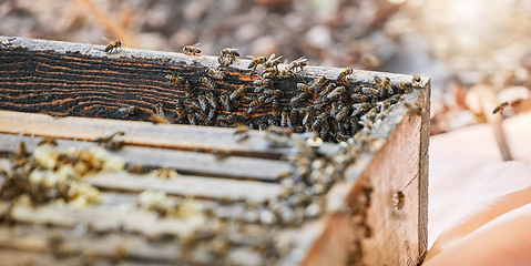 Image showing Bees with wood box, bee farming and natural, beeswax and honeycomb for honey production, agriculture and organic product. Insect zoom, beekeeping and organic food with sustainability, nature and farm