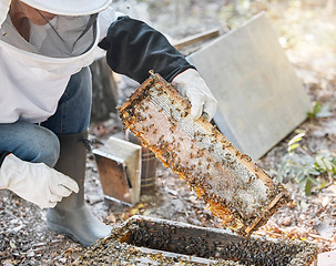 Image showing Woman, beekeeper hands or wooden frame check on agriculture farm, sustainability environment or honey farming field. Worker, farmer or insect honeycomb production for healthcare or food export sales