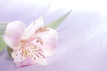 Image showing beautiful exotic lilly