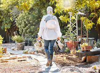 Image showing Beekeeping, smoke for bees and woman in garden walking with farming equipment, gear and protective suit. Agriculture, nature and senior lady ready to harvest natural, organic and fresh honeycomb