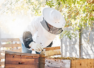 Image showing Bees, honey farming and woman with brush at beehive, box and crate for production, eco process and environment. Beekeeper sweeping insects for honeycomb harvest, sustainability and ecology in nature