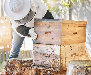 Image showing Bees, honey farming and beekeeper with crate, box and beehive for production, inspection process and environment. Beekeeping, insects and honeycomb container for harvest, sustainability and ecology