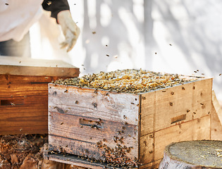 Image showing Bees, beekeeper and honeycomb, box for beekeeping and sustainability in nature at bee farm warehouse. Farming, honey and backyard agriculture, eco friendly industry and safety for beeswax farmer.