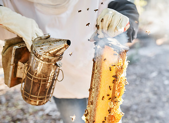 Image showing Bee, smoke and bees smoker tools with hands holding honeycomb for farmer small business. Agriculture, sustainability and food production on a farm or garden with golden beeswax and smoke for process