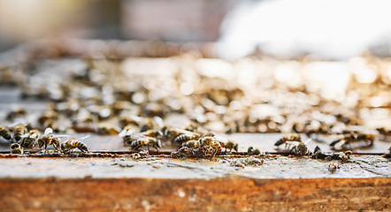 Image showing Farm, honey and agriculture with a bee colony outdoor in the countryside for natural farming or beekeeping. Nature, background and sustainability with bees outside in their habitat or environment