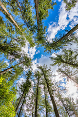 Image showing Tall pine tree tops against blue sky and white clouds