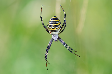 Image showing Argiope bruennichi (wasp spider) on web