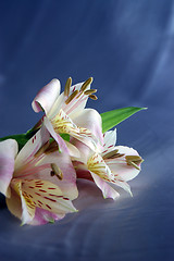 Image showing beautiful exotic lily