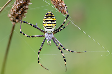 Image showing Argiope bruennichi (wasp spider) on web