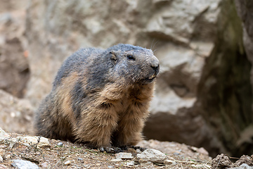 Image showing Alpine marmot European wildlife