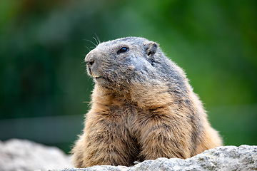 Image showing Alpine marmot European wildlife