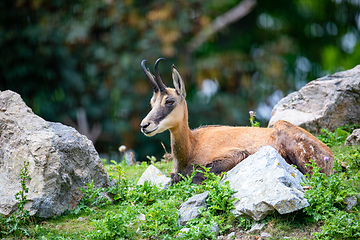 Image showing Chamois, goat-antelope native to mountains in Europe