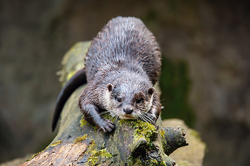 Image showing European otter rest on tree trunk