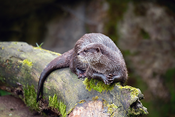 Image showing European otter rest on tree trunk