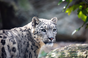 Image showing snow leopard, Irbis Uncia uncia