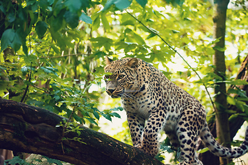 Image showing big cat Persian leopard, Panthera pardus saxicolor)