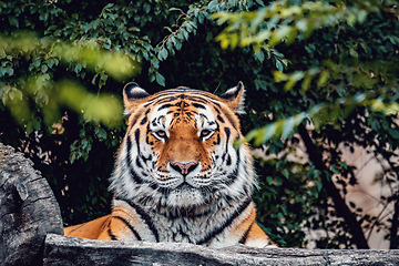 Image showing resting Siberian tiger, Panthera tigris altaica