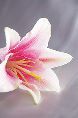 Image showing beautiful exotic lilly